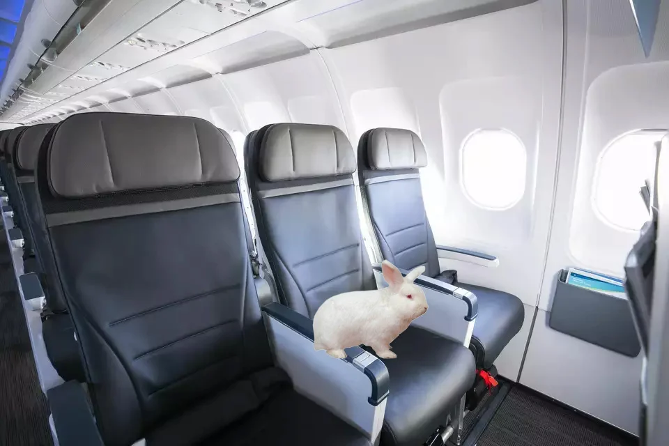 Alaska Airlines Allows Rabbits Back In Cabin But Moves To Ban Household Birds
