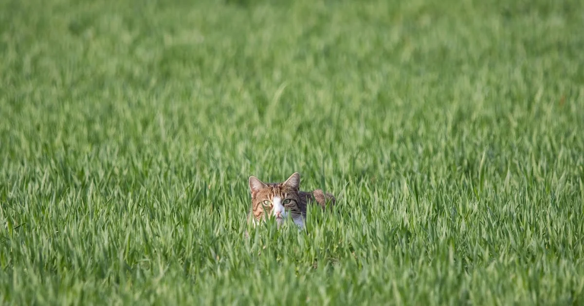 Never Too Late: If You Missed the IPKat Last Week!