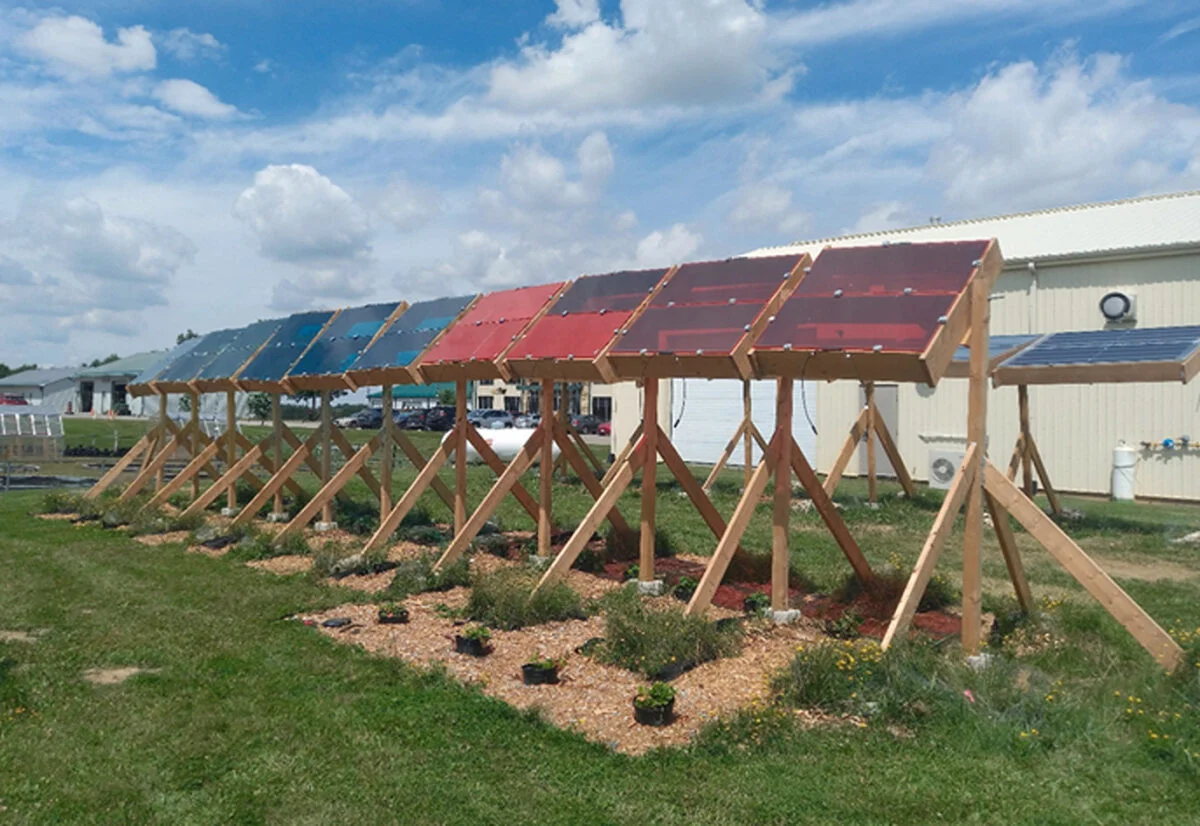 Agrivoltaics for Turnips