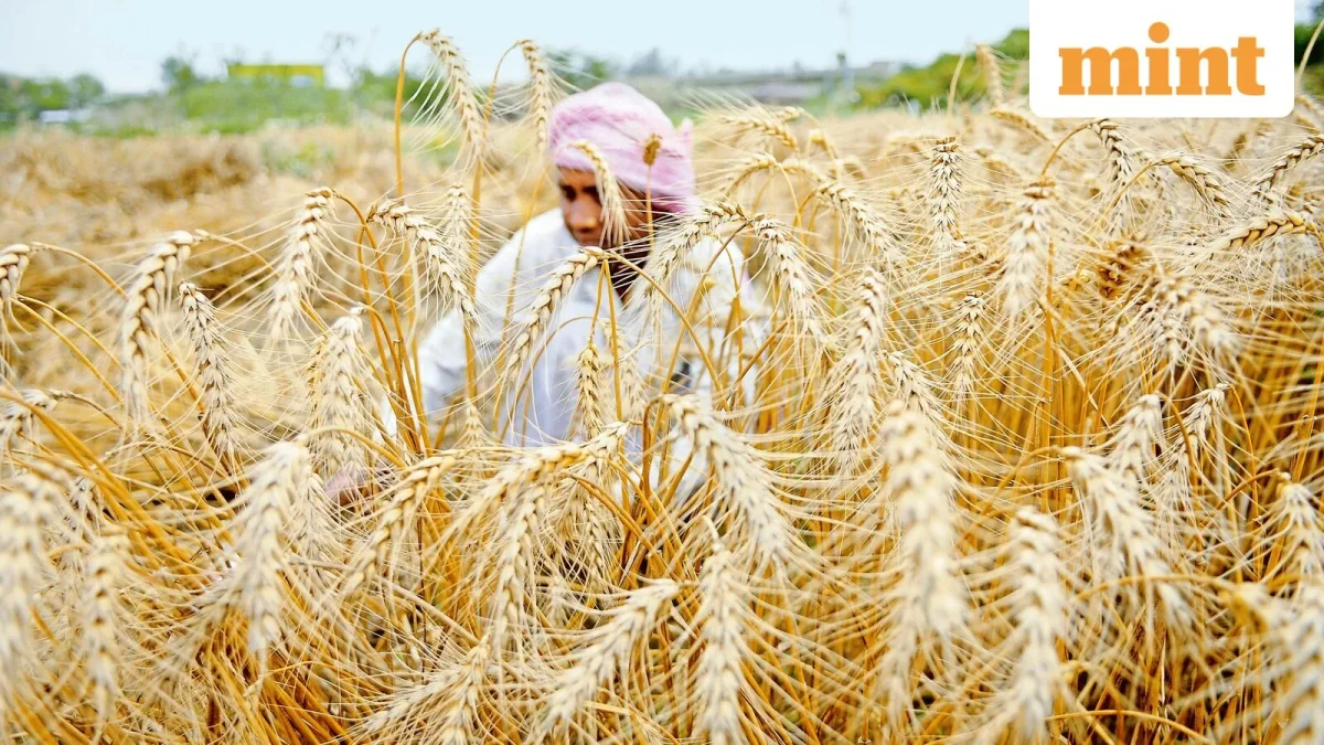 India Reopens Wheat Exports After Four Years