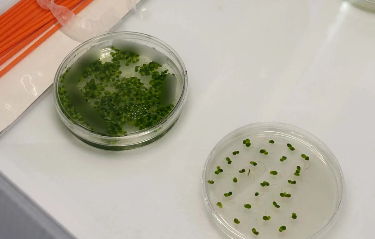 Turning the Patent Cliff Into a Bioplant Opportunity