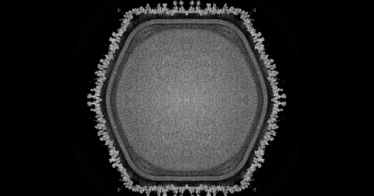 Newfound Giant Virus Holds Clues to How Complex Life Evolved