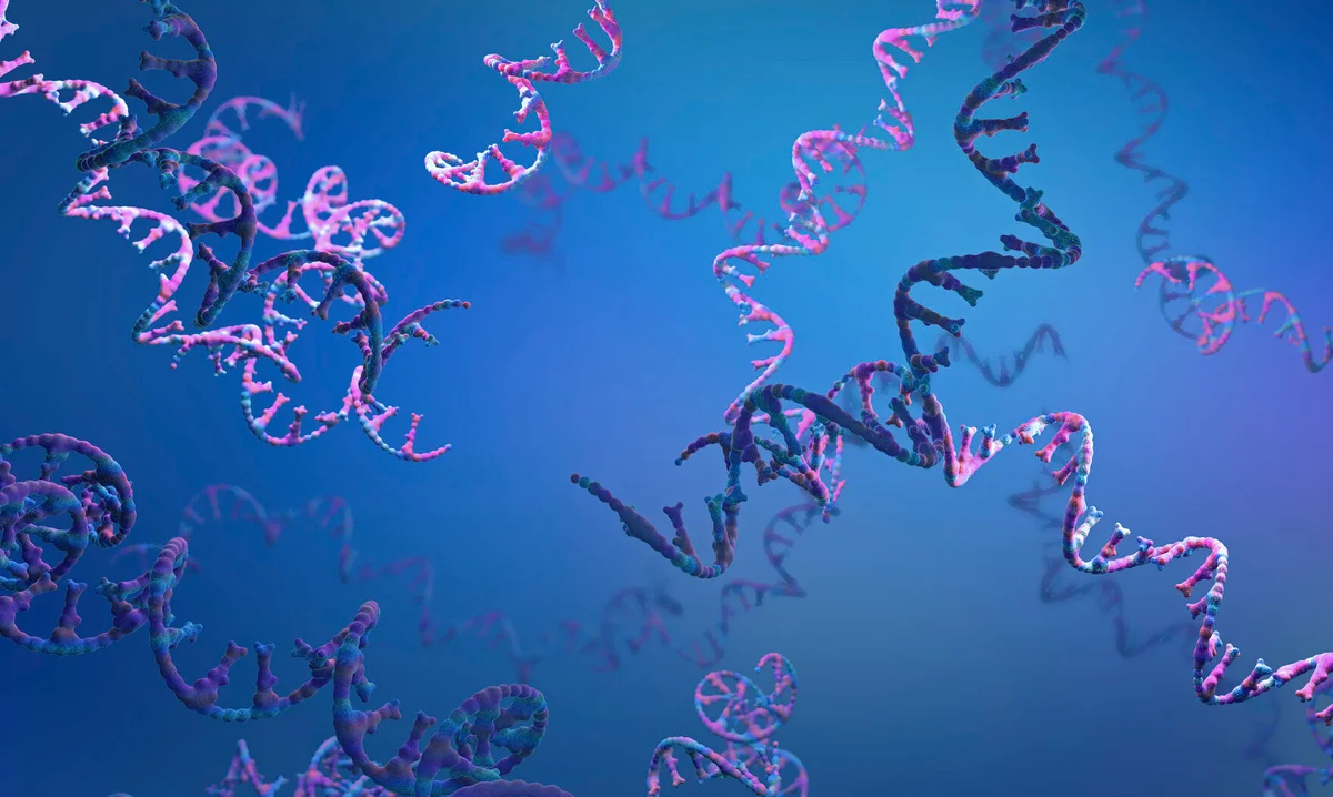 Age-Related Inflammation Linked to R-Loop Nucleic Acids, Opens Therapies