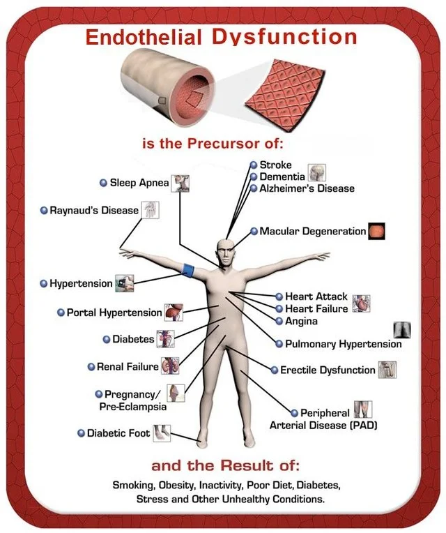 Introducing a Noninvasive Test for Endothelial Function