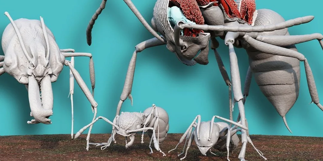 Particle Accelerators Map Ant Anatomy in New 3D Atlas