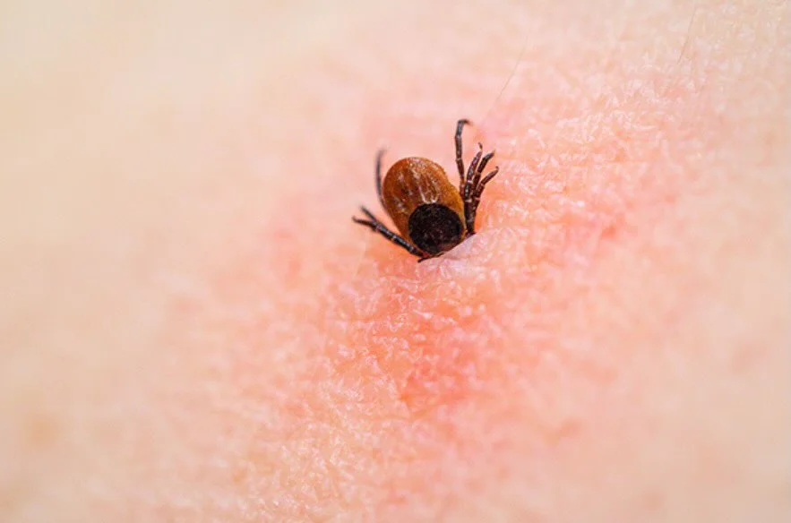 Hard Ticks Cling on for 7‑14 Days to Feed