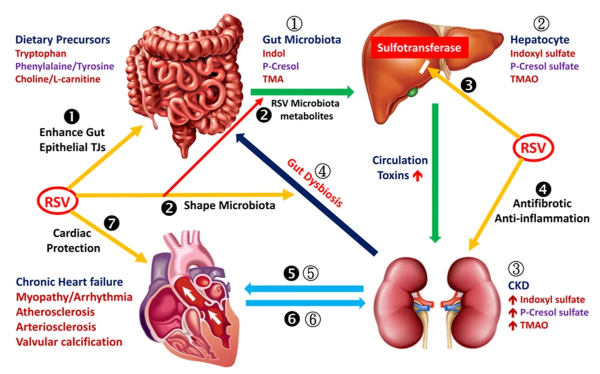 Resveratrol Activates SIRT1 to Shield Kidneys From Fat