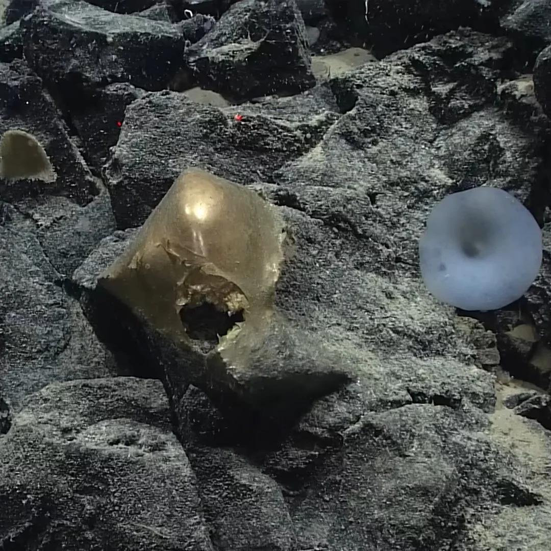 Deep-Sea Golden Orb Revealed as Anemone, Not Alien