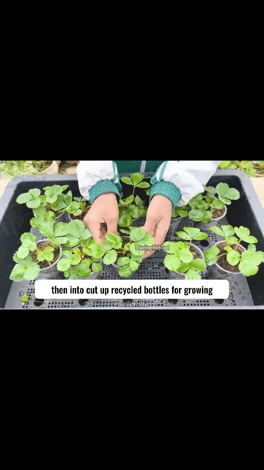 Plant Whole Strawberries Directly—Watch Unexpected Growth!
