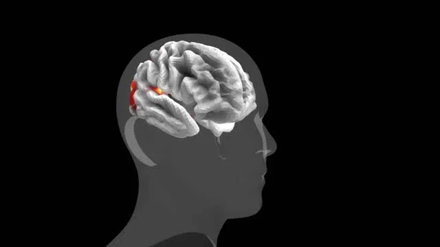 TRIBE V2 Predicts Brain Responses to Any Stimulus