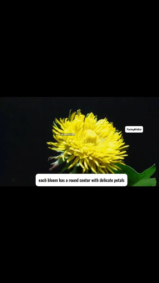 Roadside Dandelion Thrives when Repotted at Home