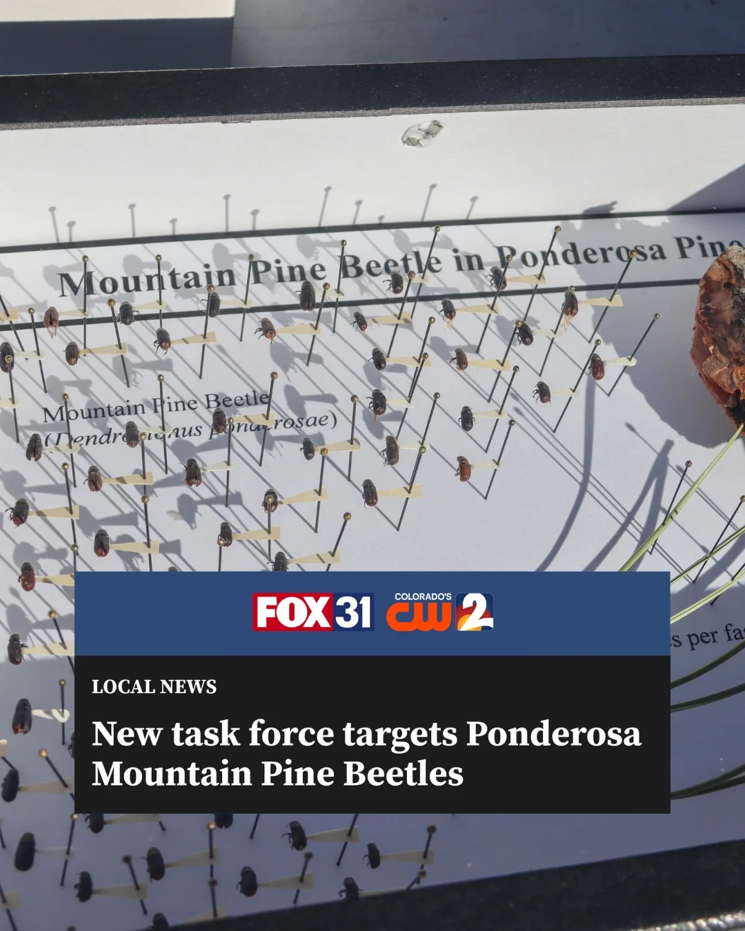 Colorado Leads Fight Against Wildfires, Floods, Beetles