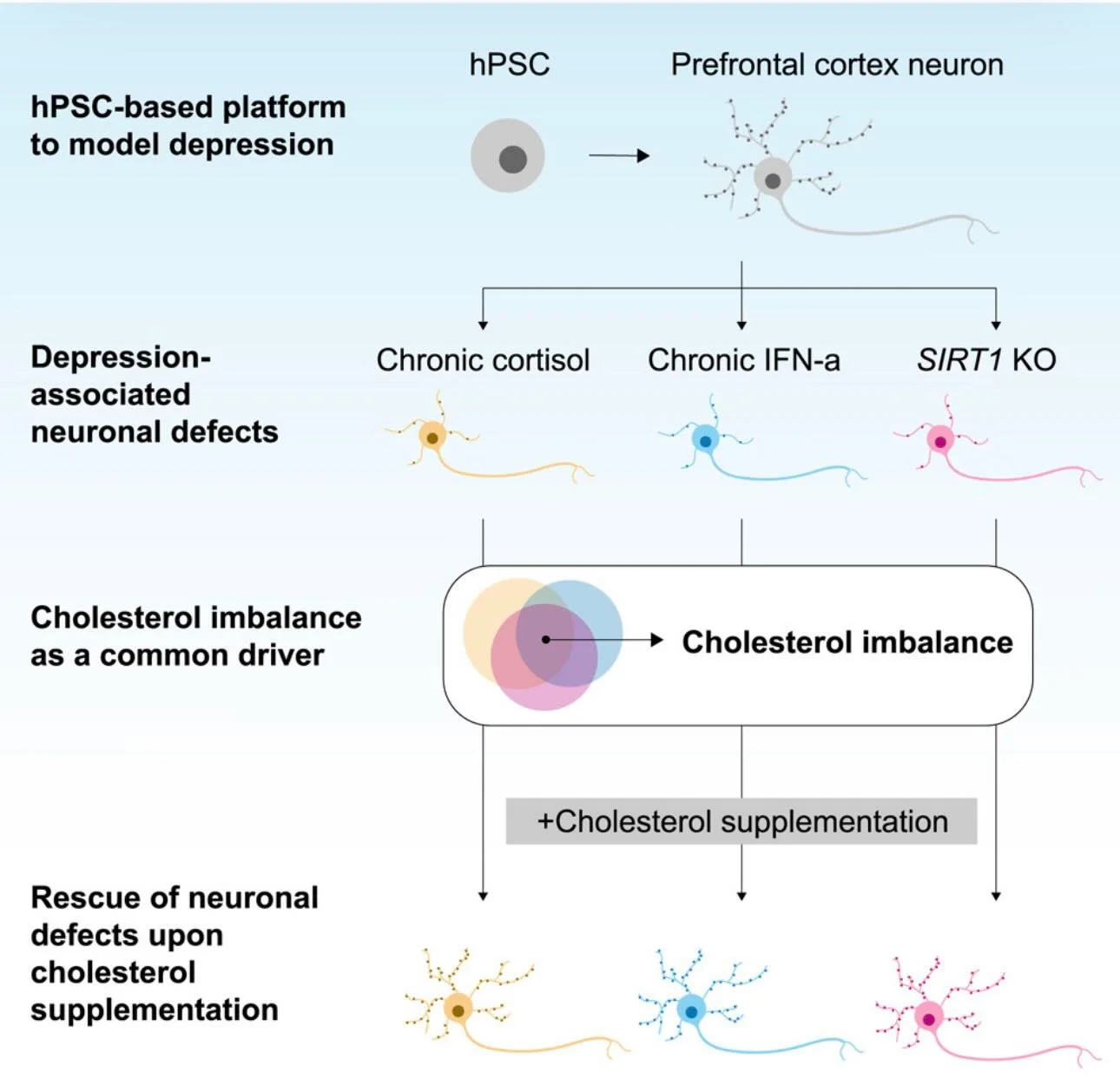Low SIRT1 and Cholesterol Link Depression; NAD⁺ May Help