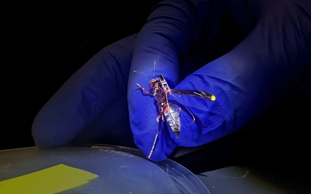 Battery‑free 20‑mg Tag Lets Scientists Track Wasps