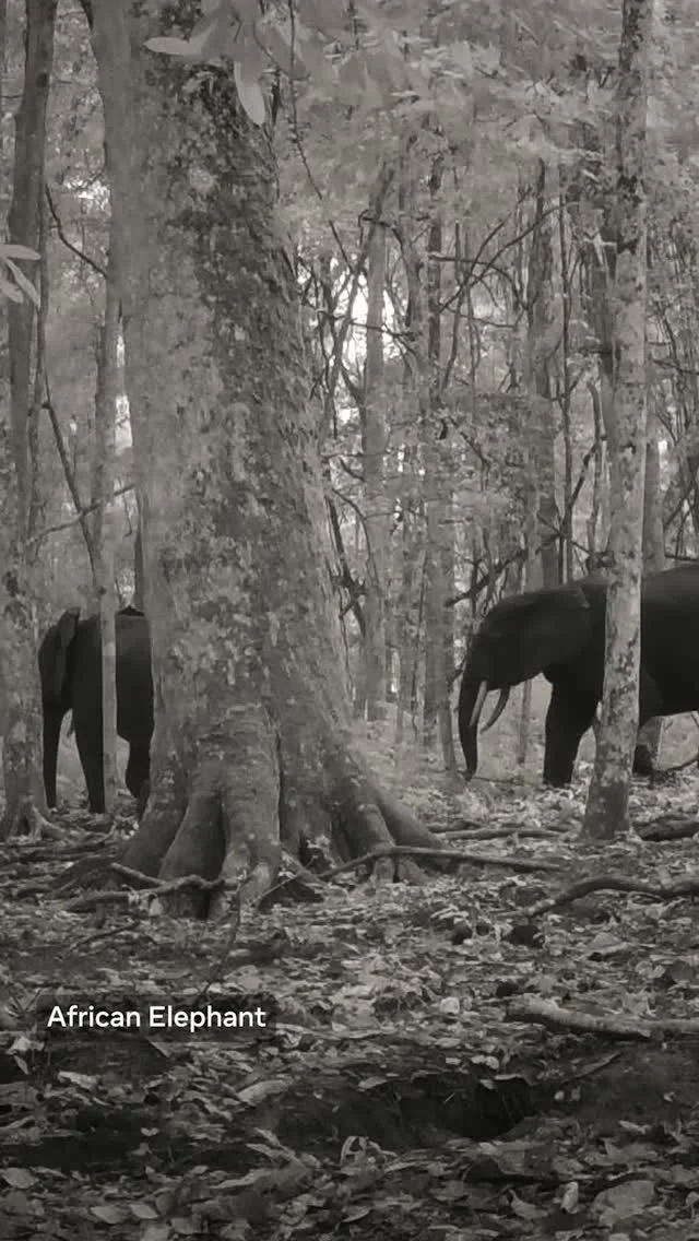 SAM 3 Powers Precise Wildlife Tracking to Prevent Extinction