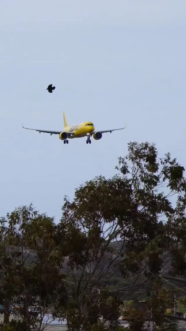 Spirit Airlines Faces Shutdown, Thousands of Jobs at Risk