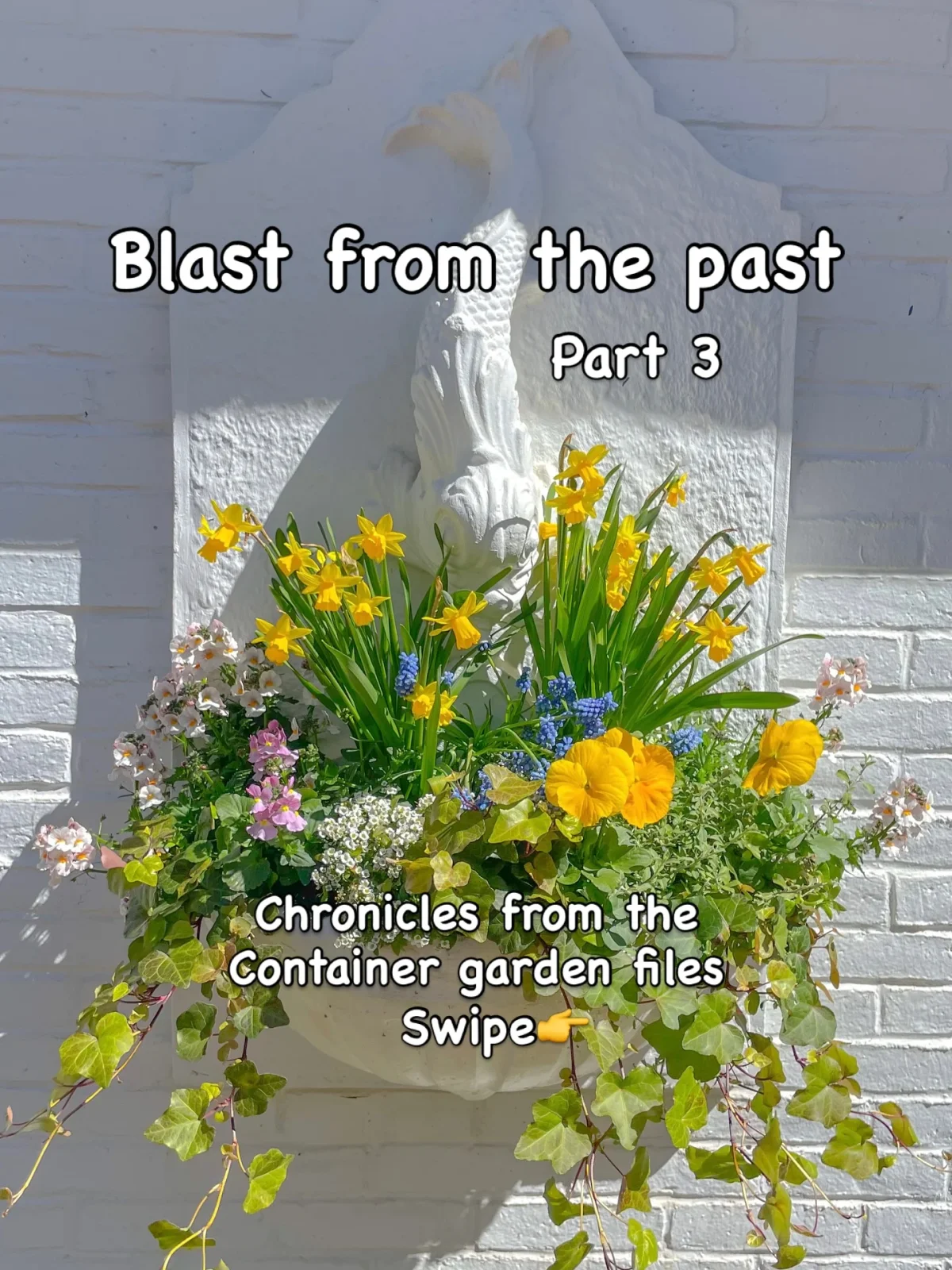 A Photo Journey Through Past Window Box Creations