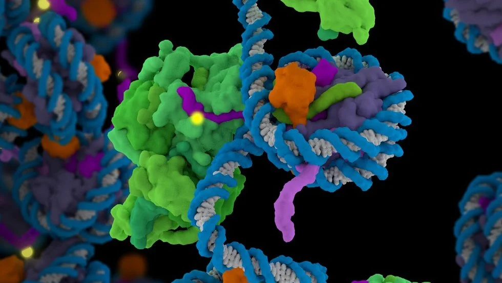 PRC2 Links Embryonic Methylation to Age Reversal