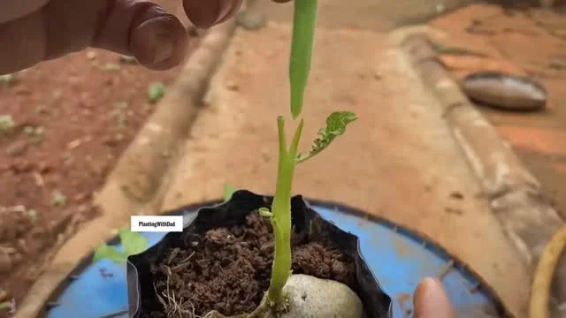 Graft Tomatoes and Potatoes Onto One Plant