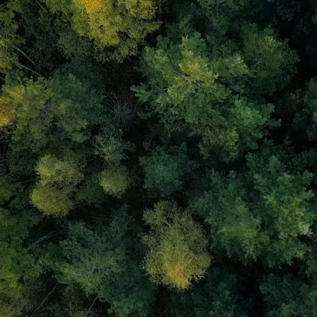 Open‑Source Canopy Height Maps V2 Boosts Global Forest Detail