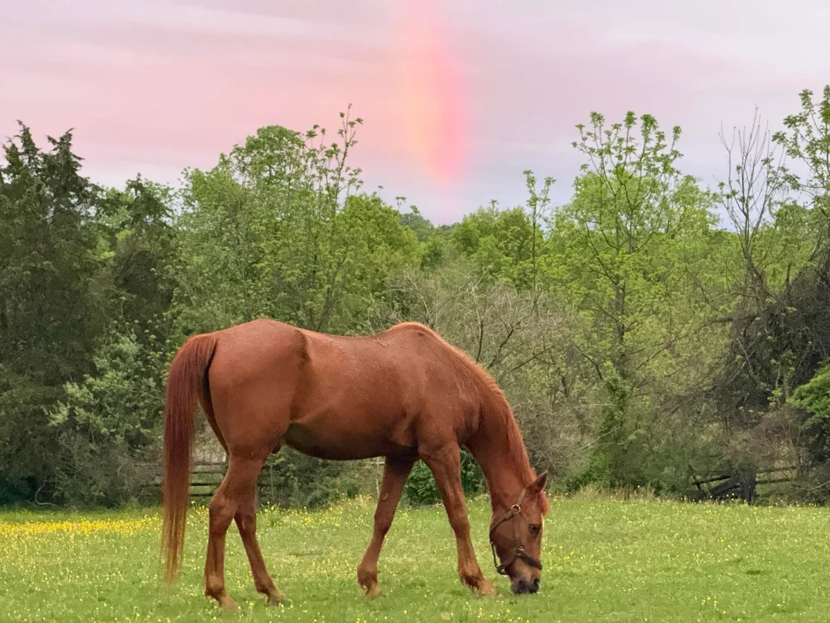 Even Predictable Sunsets Can Reveal Rare Sun Rainbows