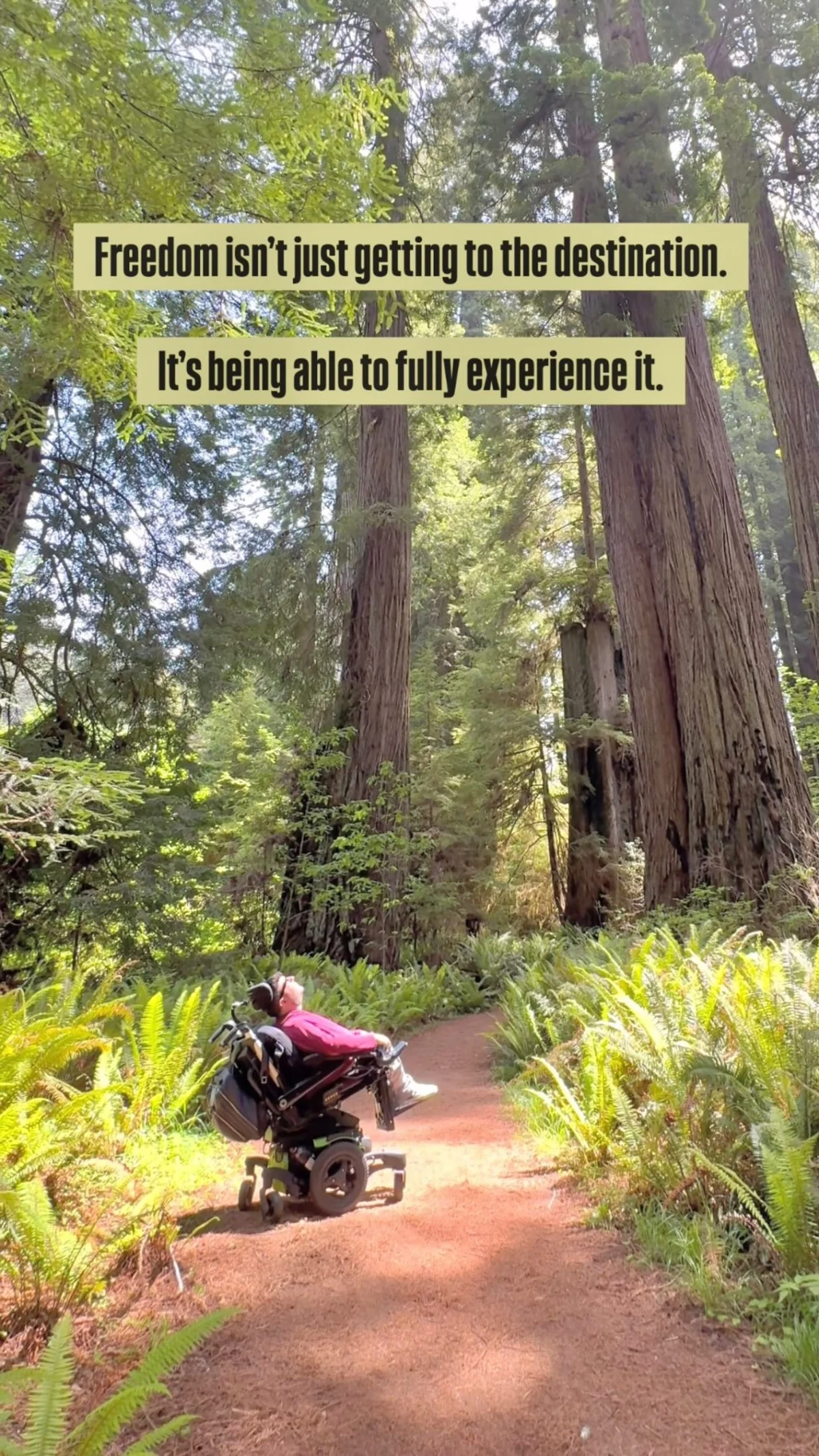 Accessible Travel Lets You Fully Experience Redwoods