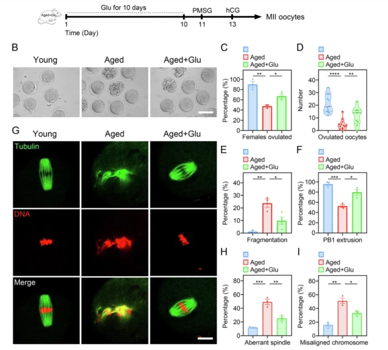 Glutamic Acid Boosts Quality of Aged Mouse Oocytes