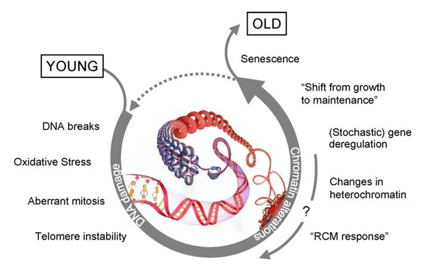 Epigenetic Reset: Once Mocked,