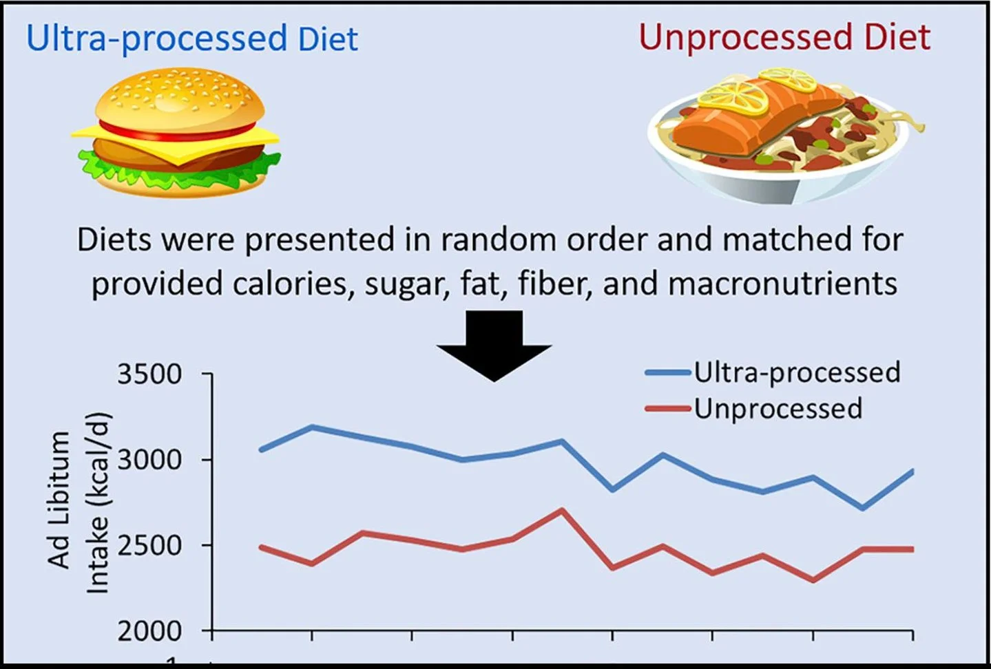 Ultra-Processed Foods Cause Weight Gain Despite Identical Calories