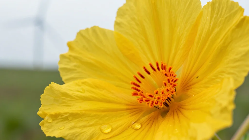 Moolec Science Advances GLA-Rich Safflower Oil for Use in Pet Food, Nutrition & Green Energy