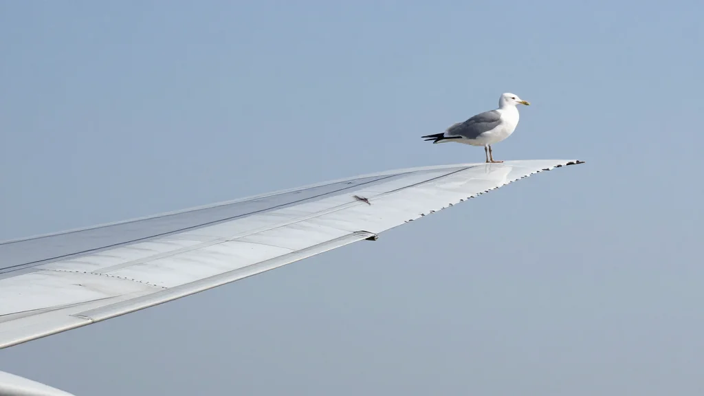 OIG Scrutinizes FAA's Handling of 2023 737 MAX Bird Strikes
