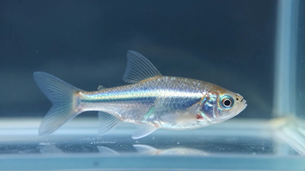 Fish Sleep a Lot Like Us. (They Even Nap.)