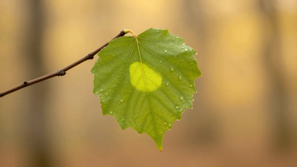 A Tender Parable on Love's True Measure