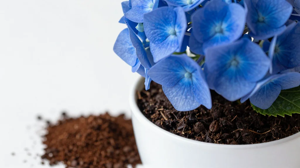 Gardeners Urged to Bin Rusty Nails – This Breakfast Leftover Turns Hydrangeas a Deeper Blue by Next Summer