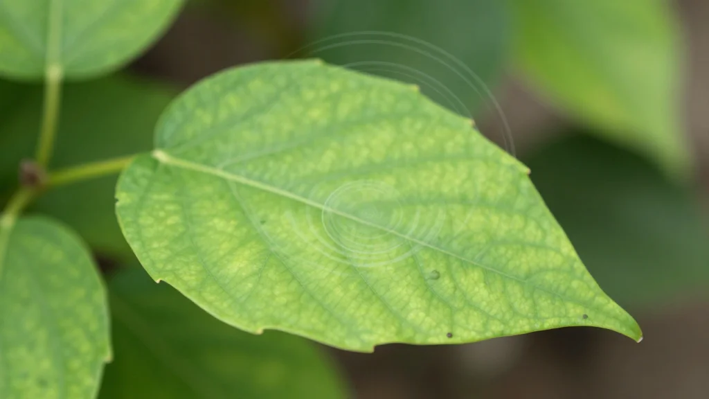 Plants May Literally Hear the Sound of Approaching Rain, Study Finds