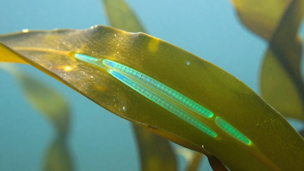 Giant Kelp's Microscopic Light Antenna Could Inspire Innovative Climate Solutions