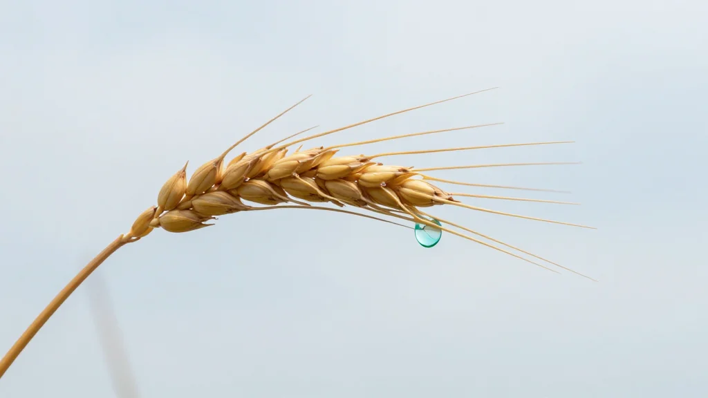 House Bill Pushes SAF Into Federal Biofuels Policy