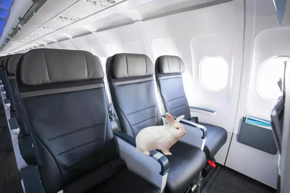 Alaska Airlines Allows Rabbits Back In Cabin But Moves To Ban Household Birds