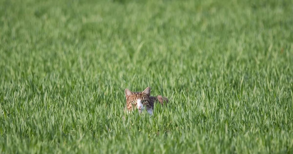 Never Too Late: If You Missed the IPKat Last Week!