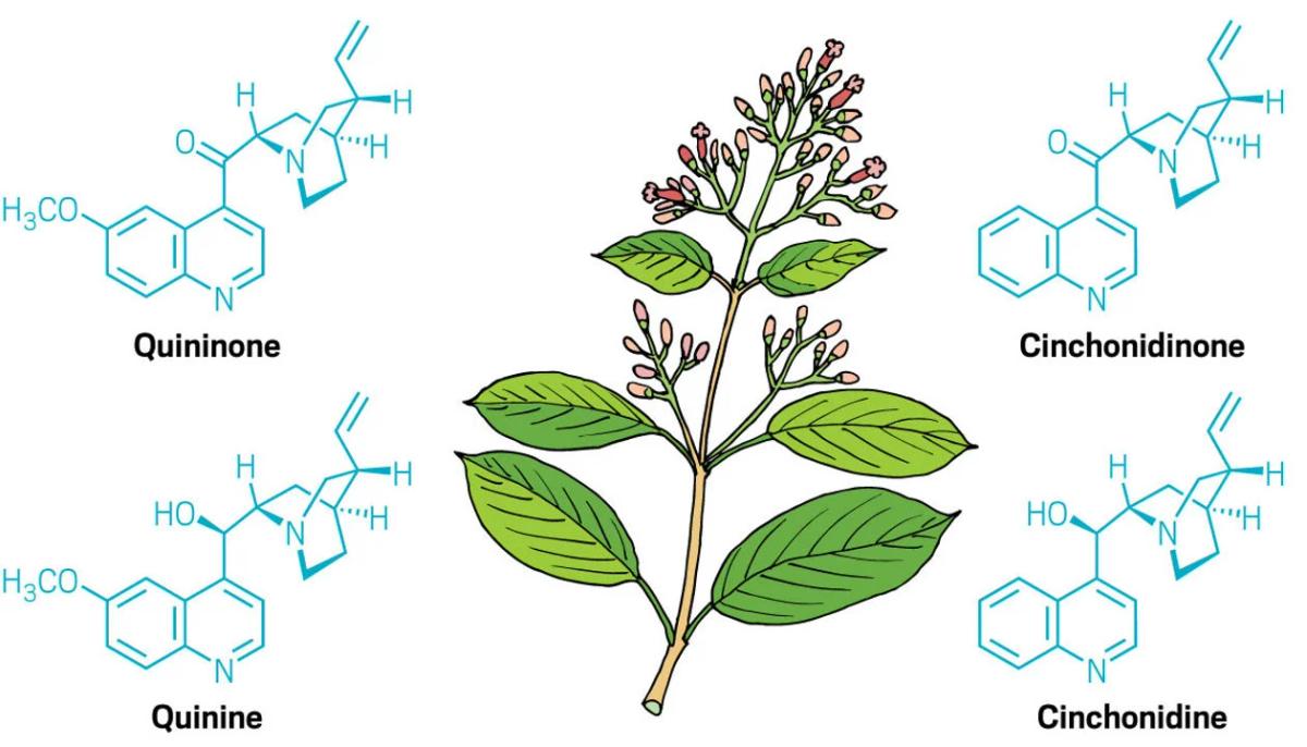 Chemists Decipher Cinchona Alkaloid Biosynthesis