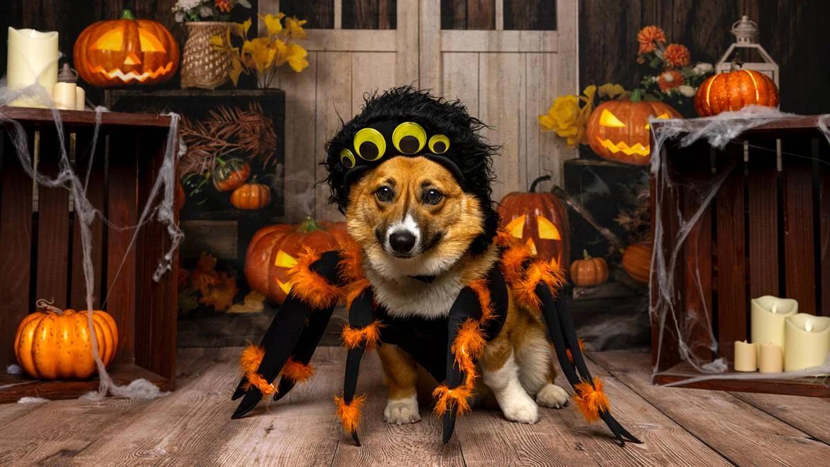 Astral Resources Weaves a Golden Web with High-Grade Spargoville Hits