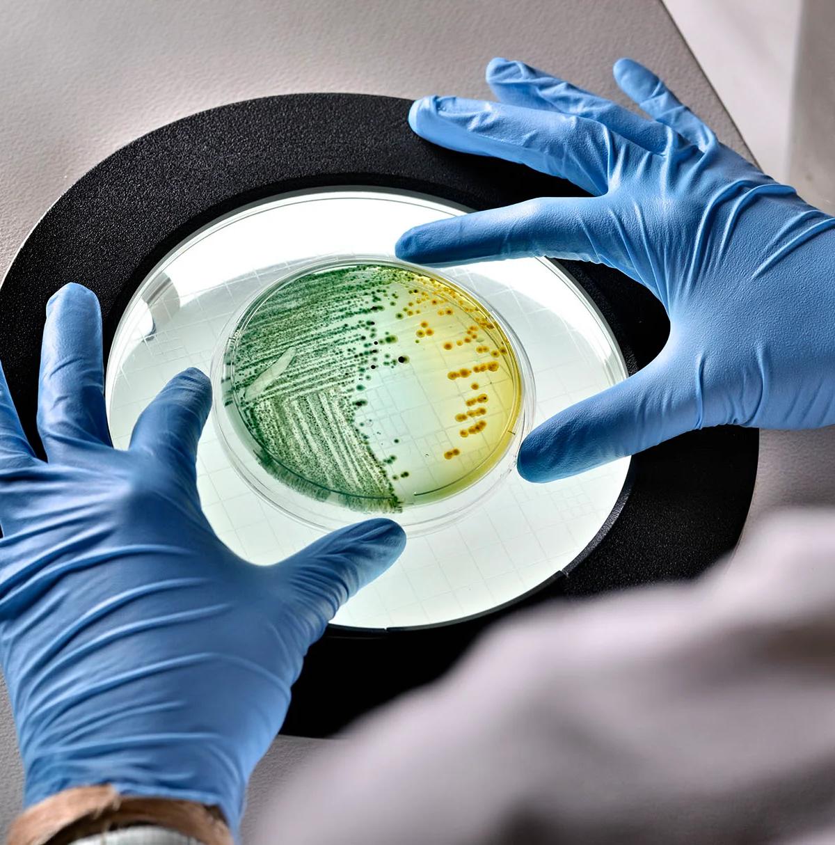 Genomic Mapping of E. Coli Capsules Identifies High-Risk Types for Vaccines