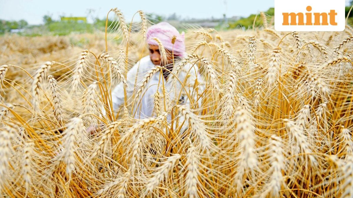 Govt Doubles Down on Wheat Exports, Clears Extra 2.5 Million Tonnes