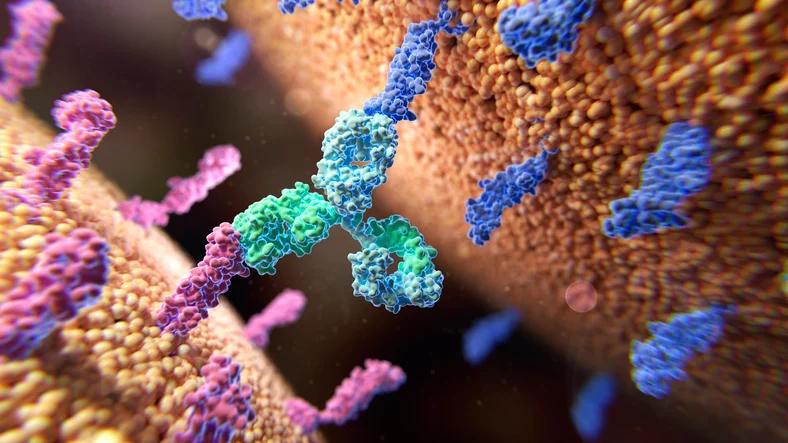 Sinorda and WuXi Partner on Bispecific Antibody Development and Manufacturing