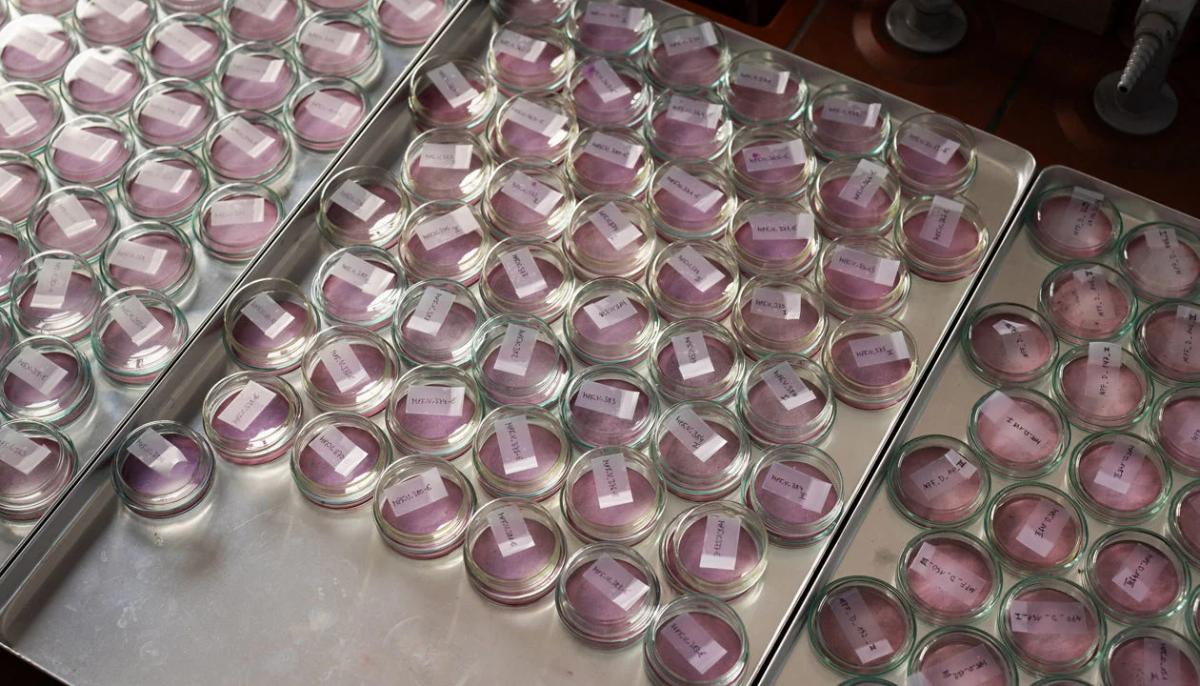 How Do You Study Microplastics when They’re Everywhere?