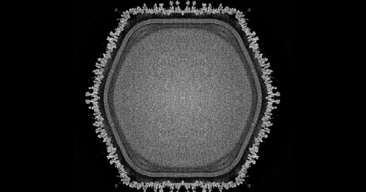 Newfound Giant Virus Holds Clues to How Complex Life Evolved