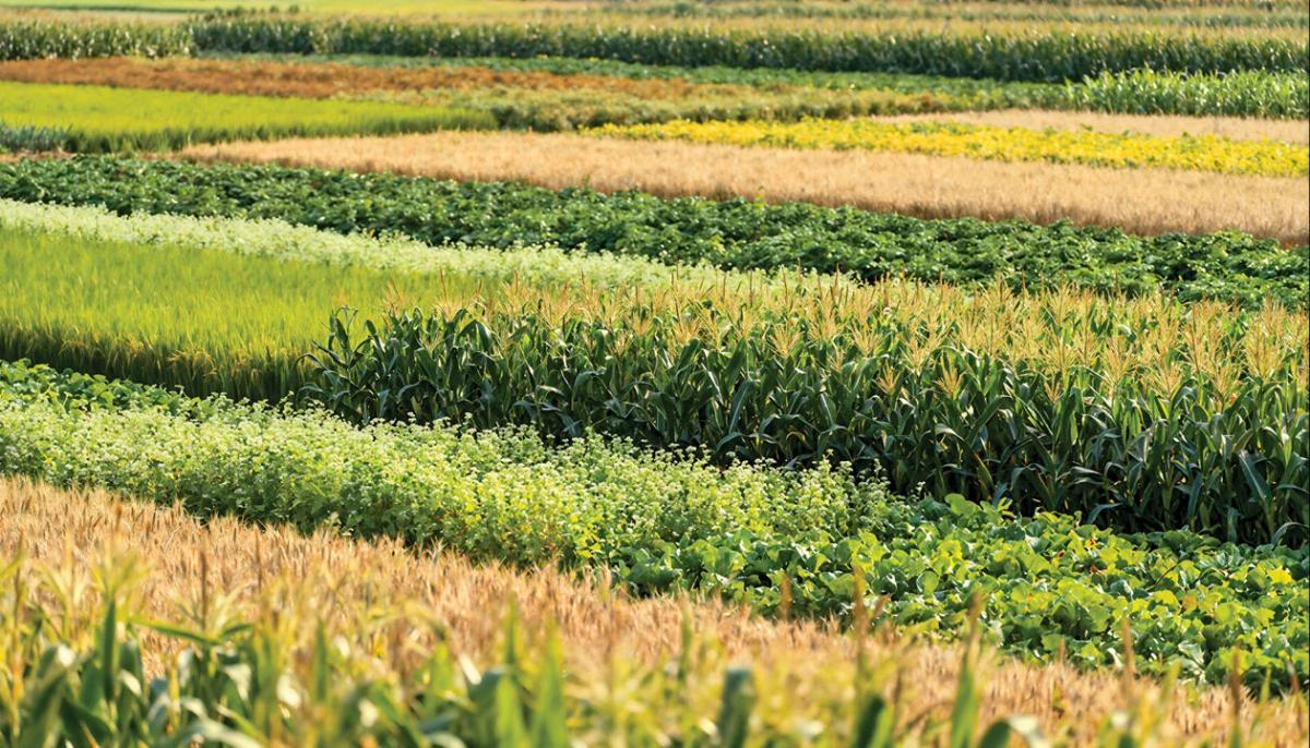 Glyphosate Could Be Boosting Spread of Multidrug-Resistant Bacteria