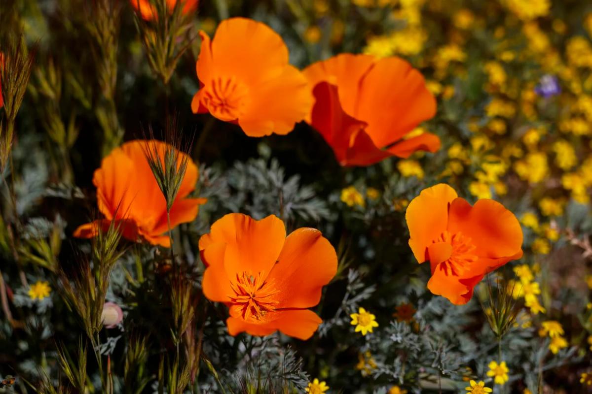 Don't Want to Miss the Bloom? This L.A. Scientist Created a Poppy Forecast