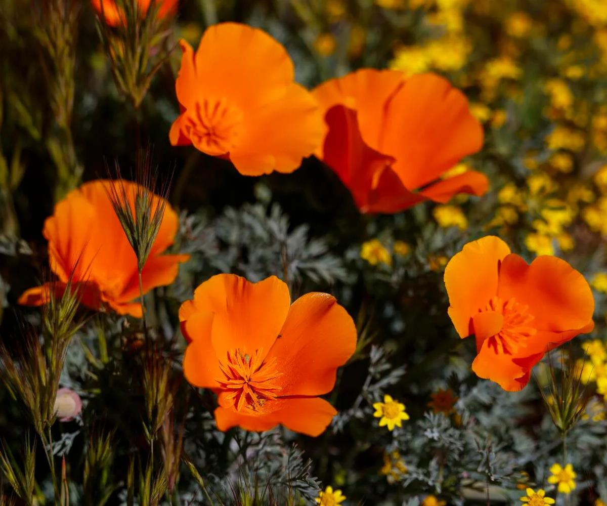 Don't Want to Miss the Bloom? This L.A. Scientist Created a Poppy Forecast
