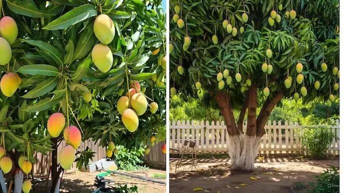 Rent a Mango Tree, Get 90kg Fresh Fruit